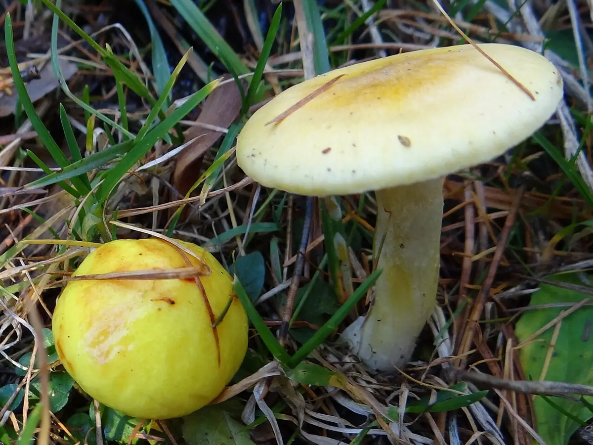 Wodnicha modrzewiowa (Hygrophorus lucorum) — zdjęcie 1 z 4