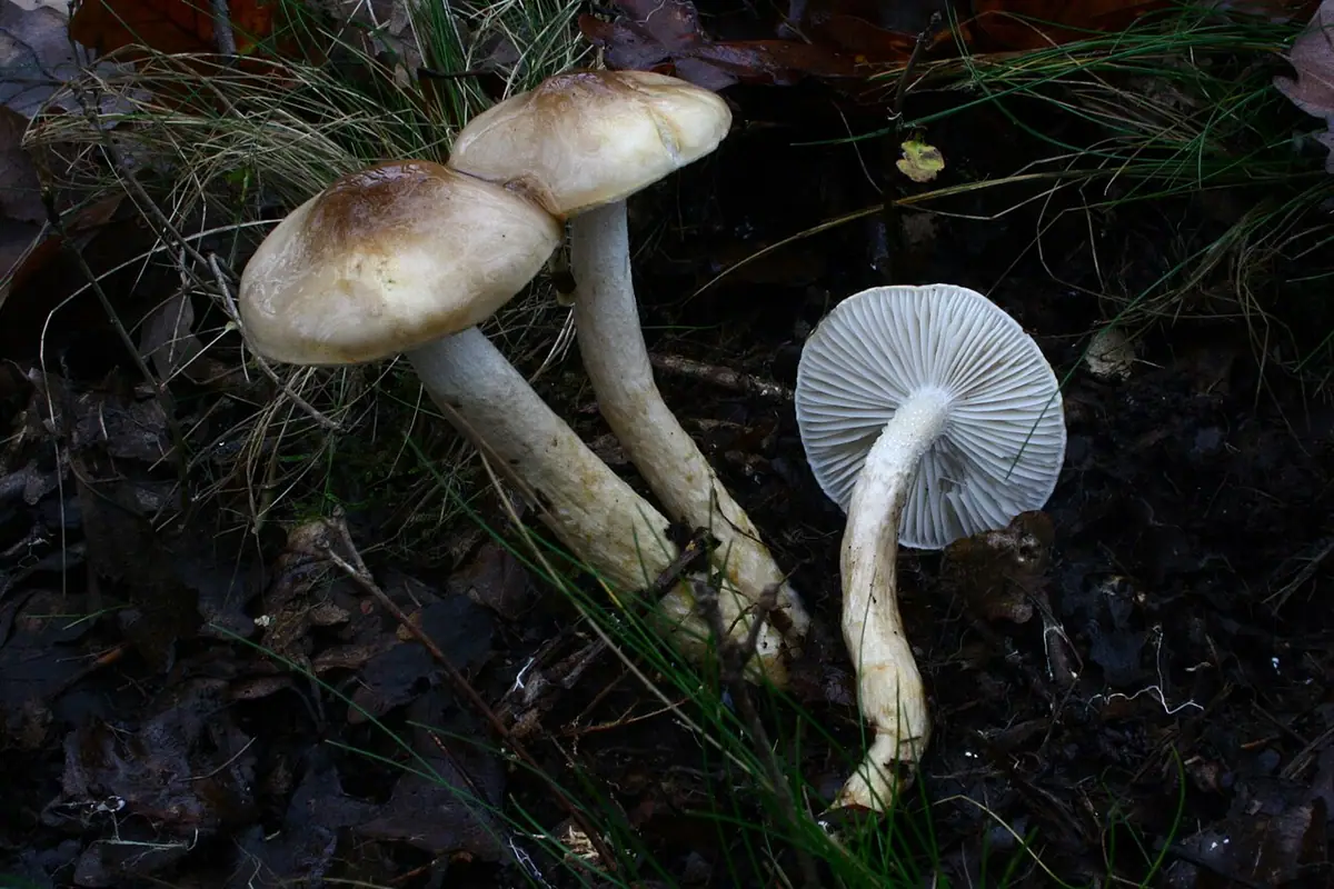 Wodnicha oliwkobrązowa (Hygrophorus persoonii) — zdjęcie 1 z 4