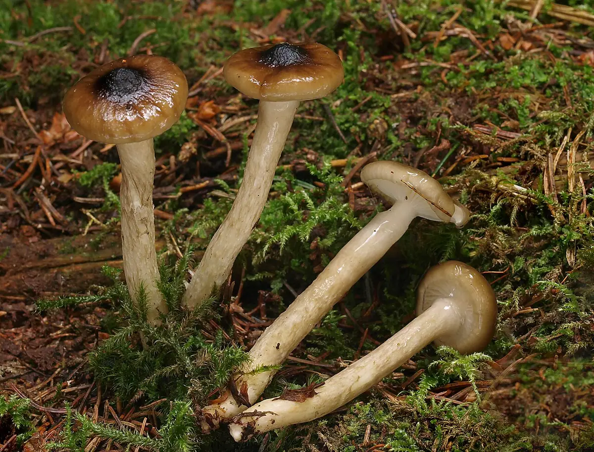 Wodnicha oliwkowobiała (Hygrophorus olivaceoalbus) — zdjęcie 1 z 4