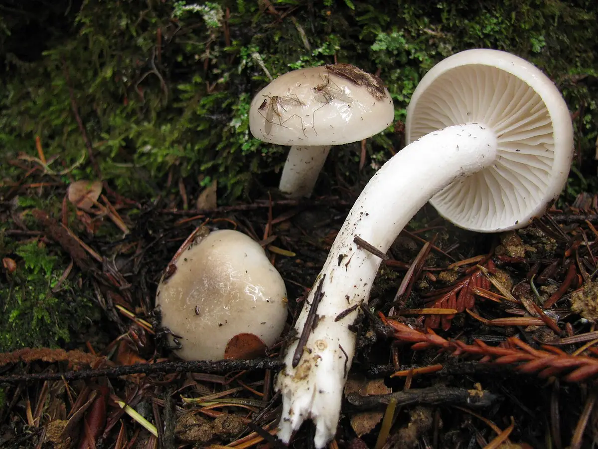 Wodnicha pachnąca (Hygrophorus agathosmus) — zdjęcie 1 z 4