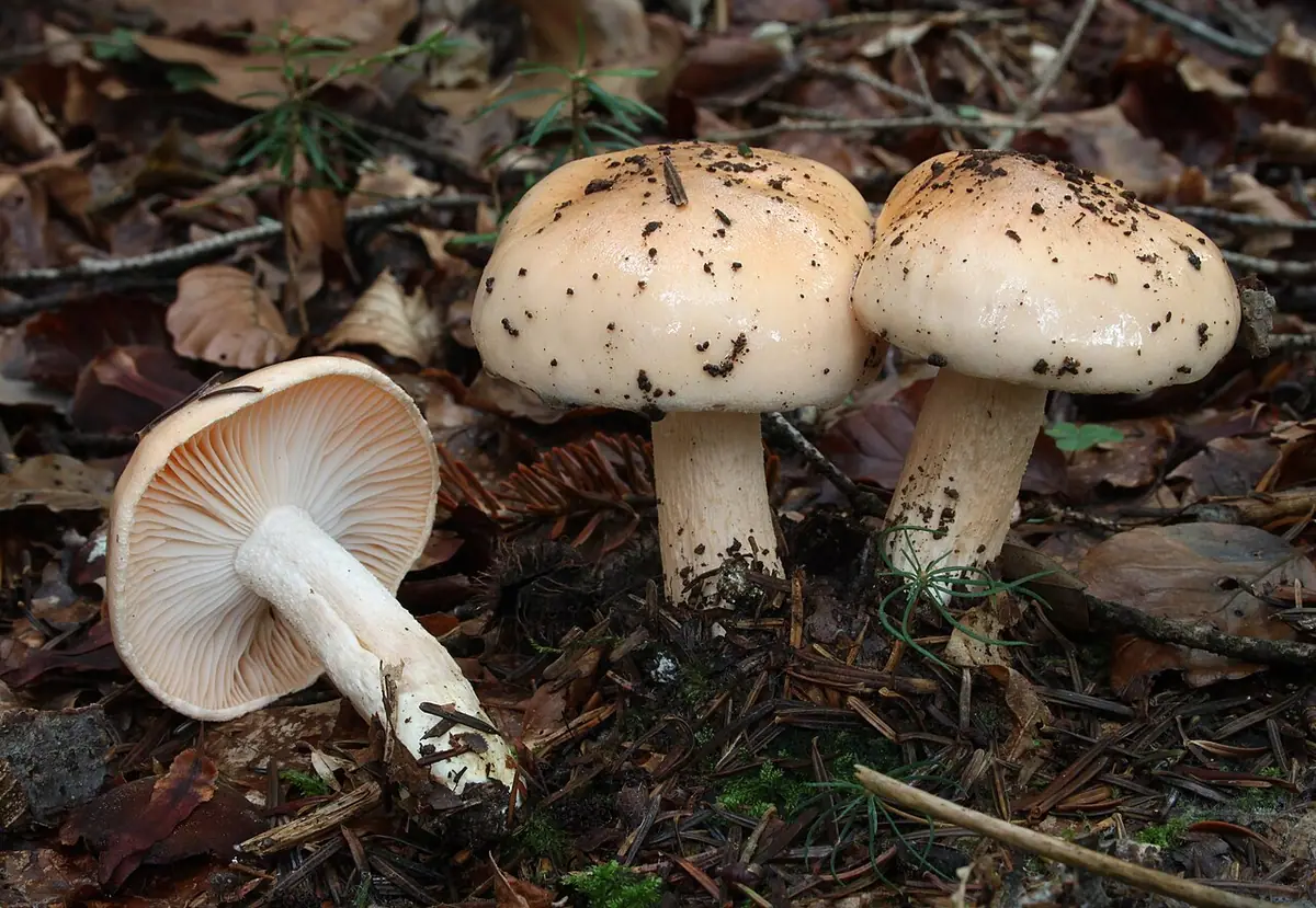 Wodnicha pomarańczowa (Hygrophorus pudorinus) — zdjęcie 1 z 4