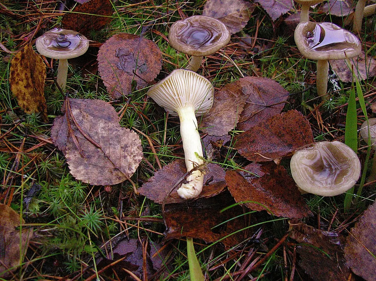 Wodnicha późna odm. złocista (Hygrophorus hypothejus var. aureus) — zdjęcie 1 z 4