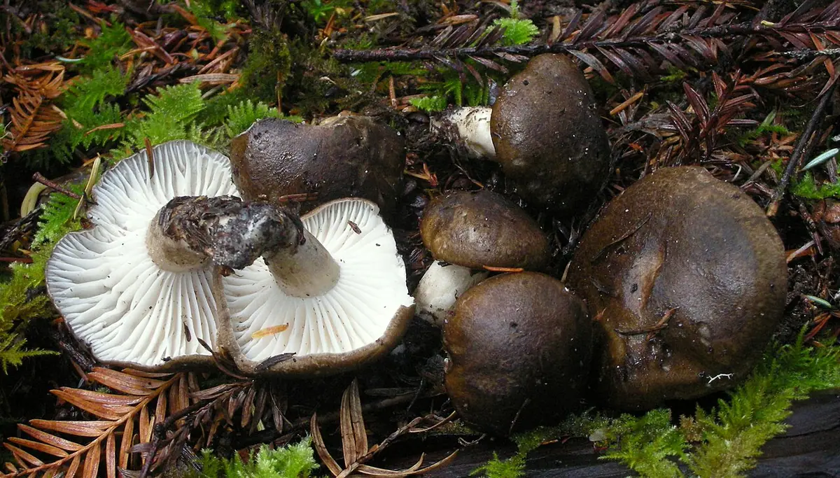 Wodnicha różowoblaszkowa (Hygrophorus calophyllus) — zdjęcie 1 z 4