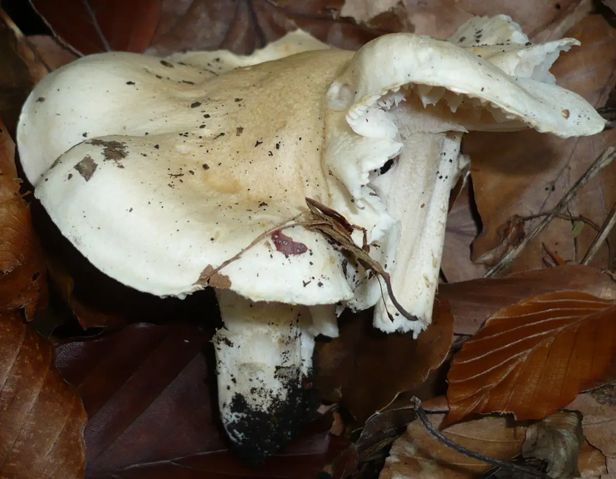 Wodnicha różowozłota (Hygrophorus poetarum) — zdjęcie 1 z 3