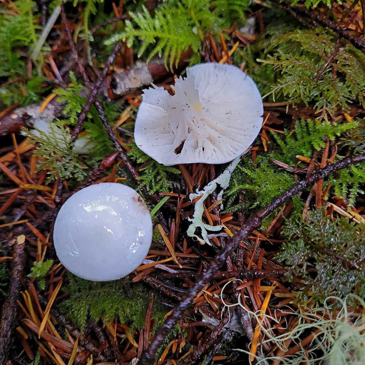 Wodnicha świerkowa (Hygrophorus piceae) — zdjęcie 1 z 4