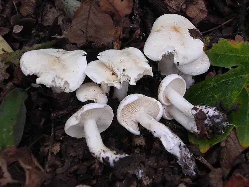 Wodnicha wonna (Hygrophorus cossus)