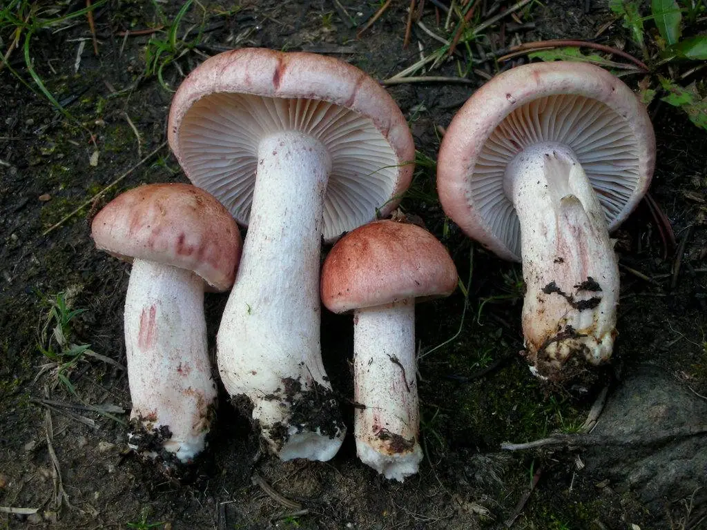 Wodnicha zaróżowiona (Hygrophorus erubescens) — zdjęcie 1 z 4