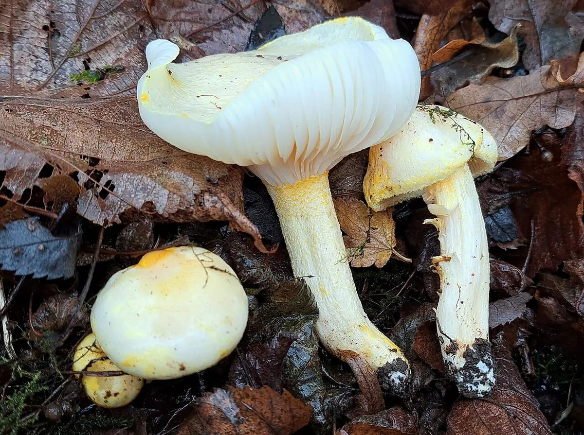 Wodnicha złocista (Hygrophorus chrysodon) — zdjęcie 1 z 4