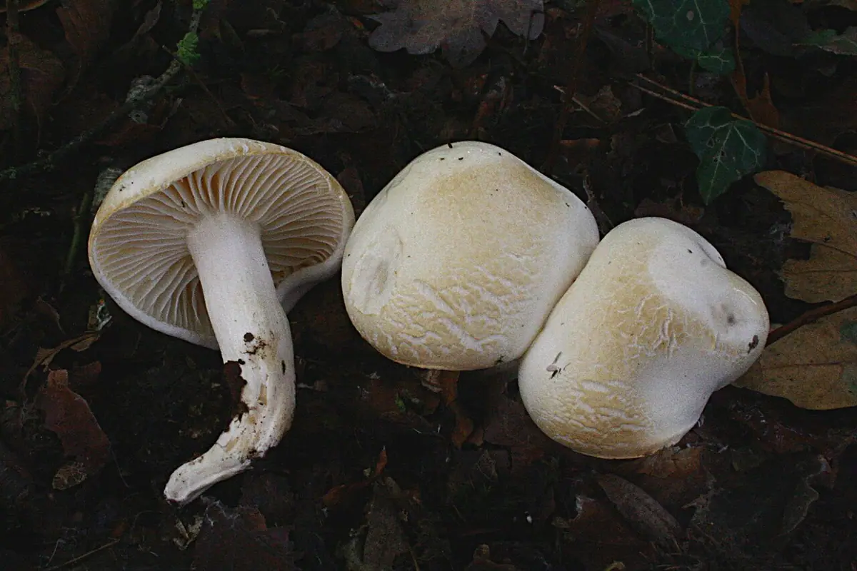 Wodnicha żółknąca (Hygrophorus discoxanthus) — zdjęcie 1 z 3