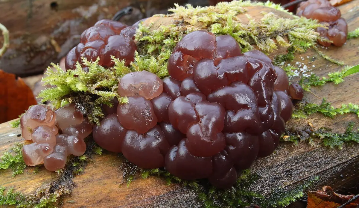 Workotrzęsak galaretowaty (Ascotremella faginea) — zdjęcie 1 z 4