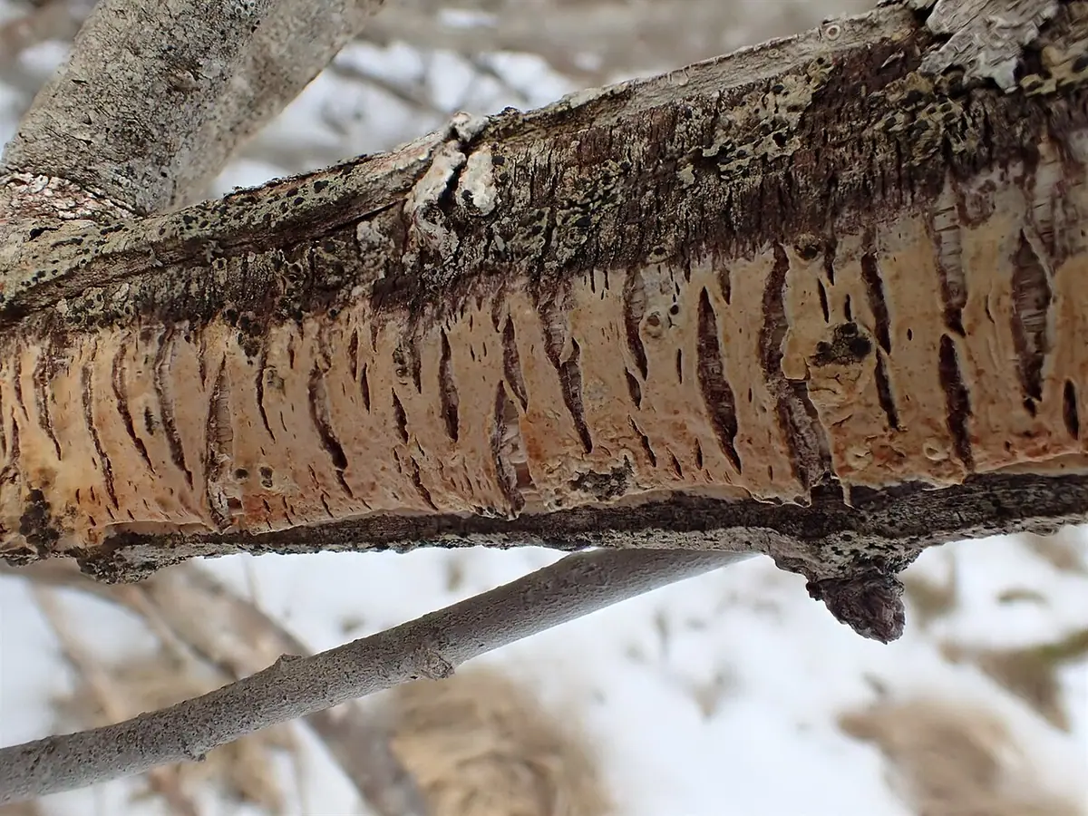 Woskobłonka białożółtawa (Gloeocystidiellum luridum)