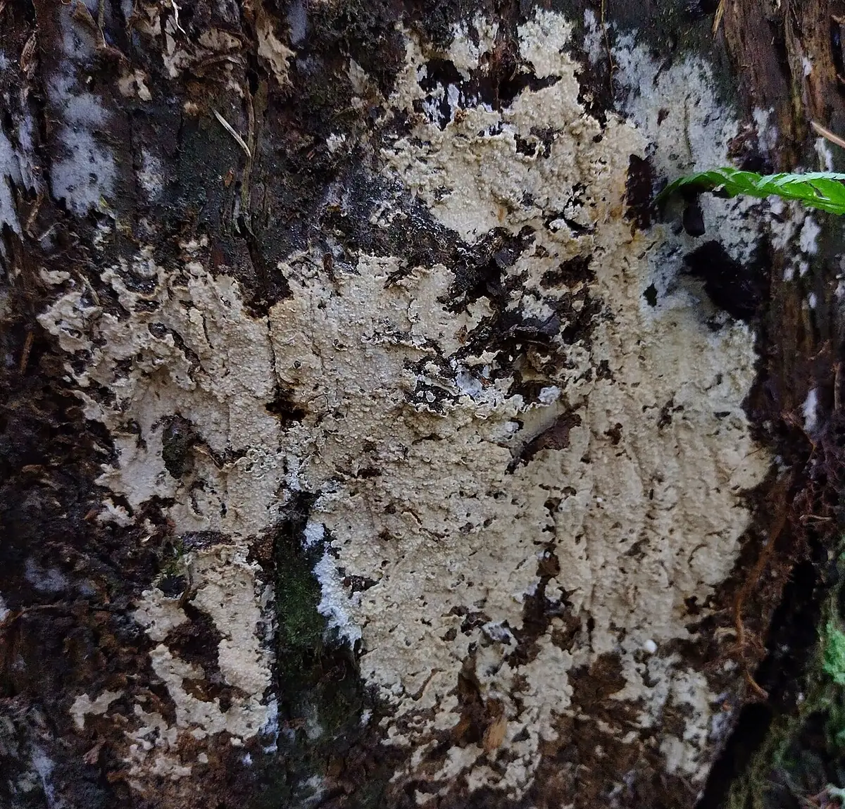 Woskobłonka inkrustowanozarodnikowa (Gloeocystidiellum convolvens)