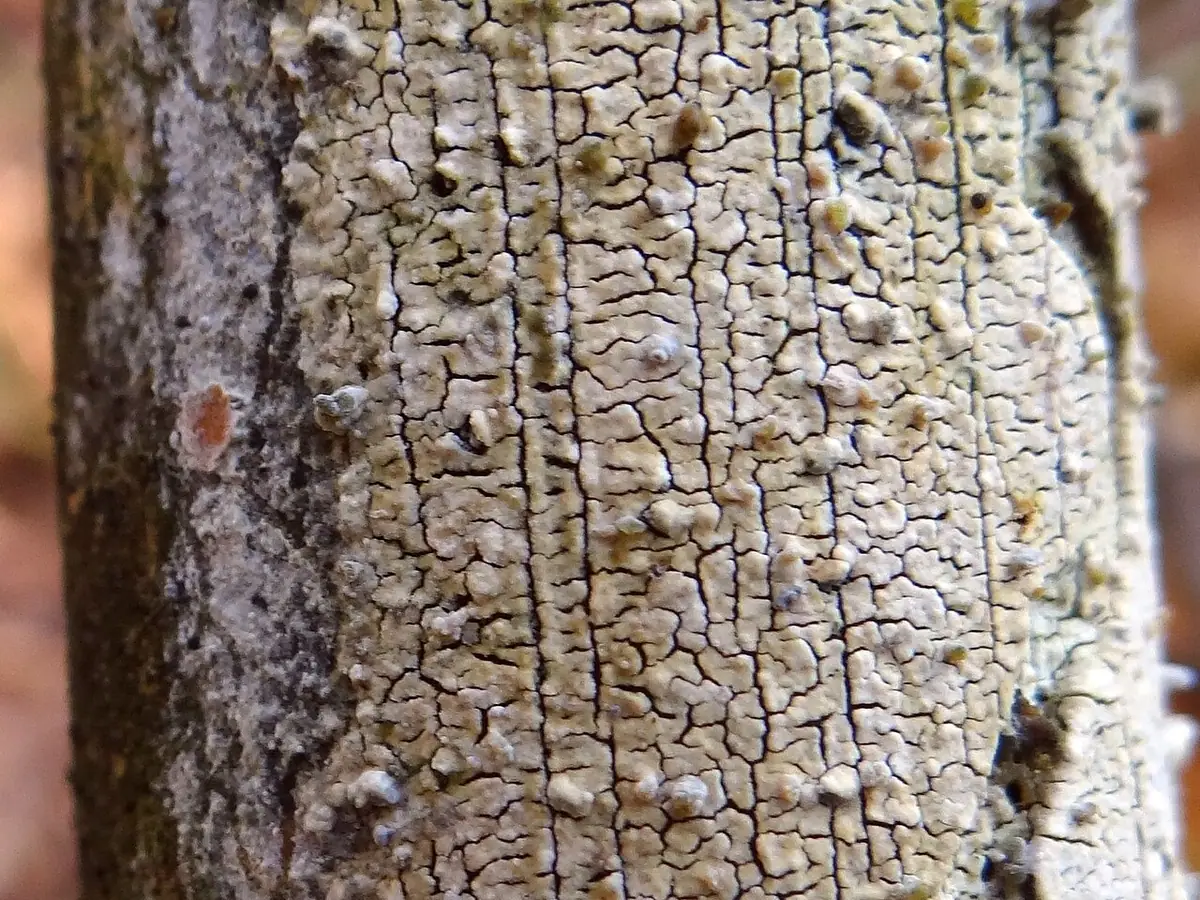 Woskobłonka ochrowa (Conferticium ochraceum) — zdjęcie 1 z 2