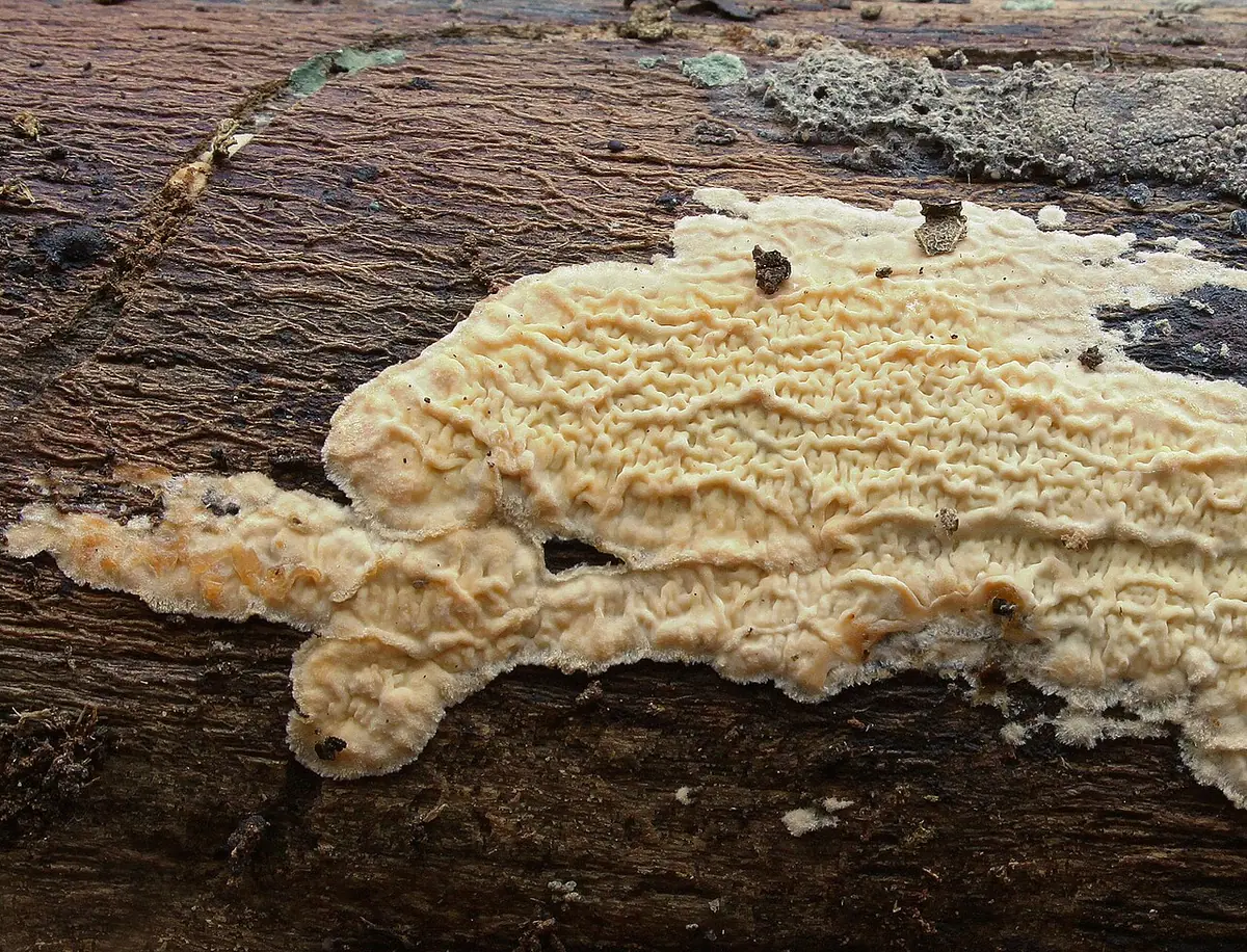 Woskowniczek jamkowaty (Ceraceomyces serpens) — zdjęcie 1 z 4
