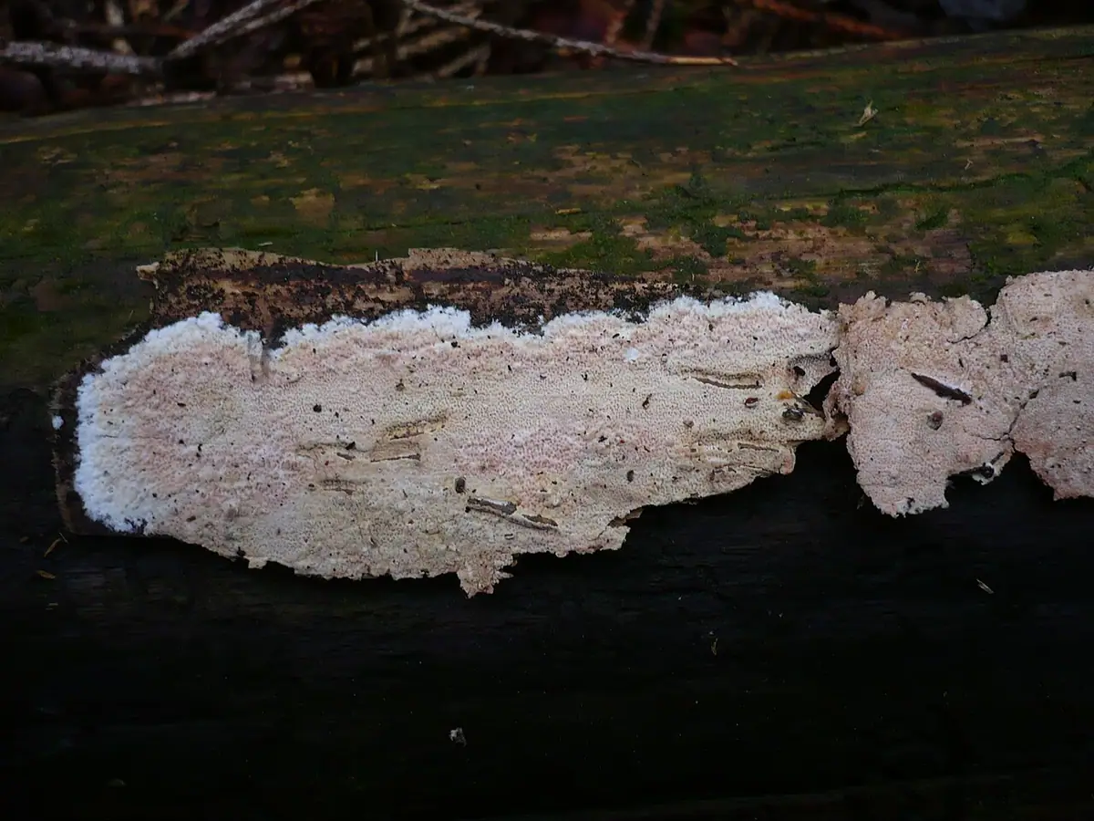 Woskowniczek podlaski (Ceraceomyces sublaevis)