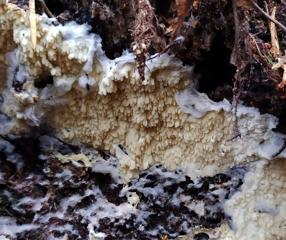 Woskowniczek północny (Ceraceomyces borealis) — zdjęcie 1 z 2