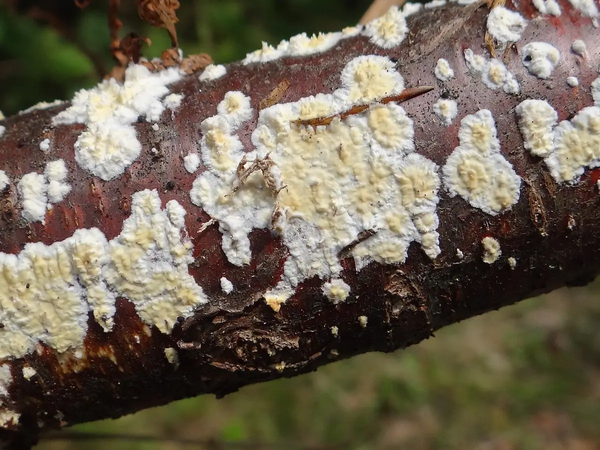 Woskownik pozrastany (Radulomyces confluens) — zdjęcie 1 z 4