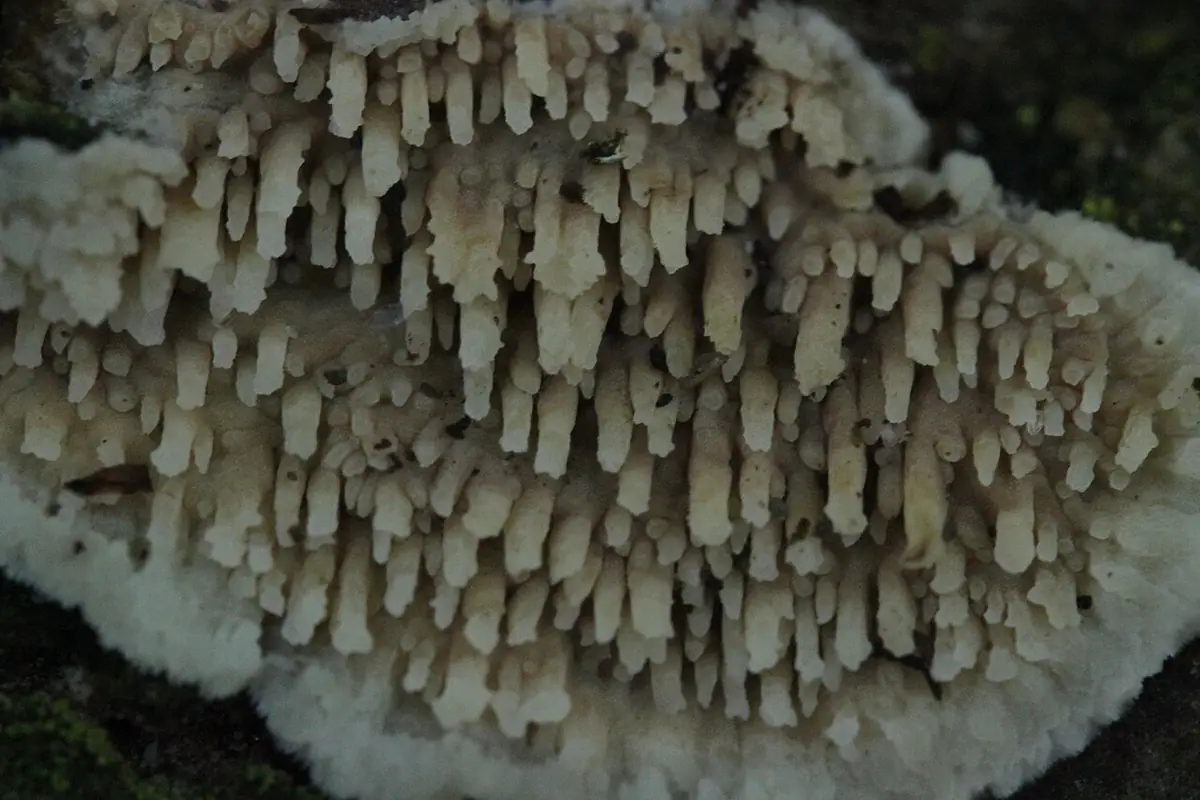 Woskownik zębaty (Radulomyces molaris) — zdjęcie 1 z 4