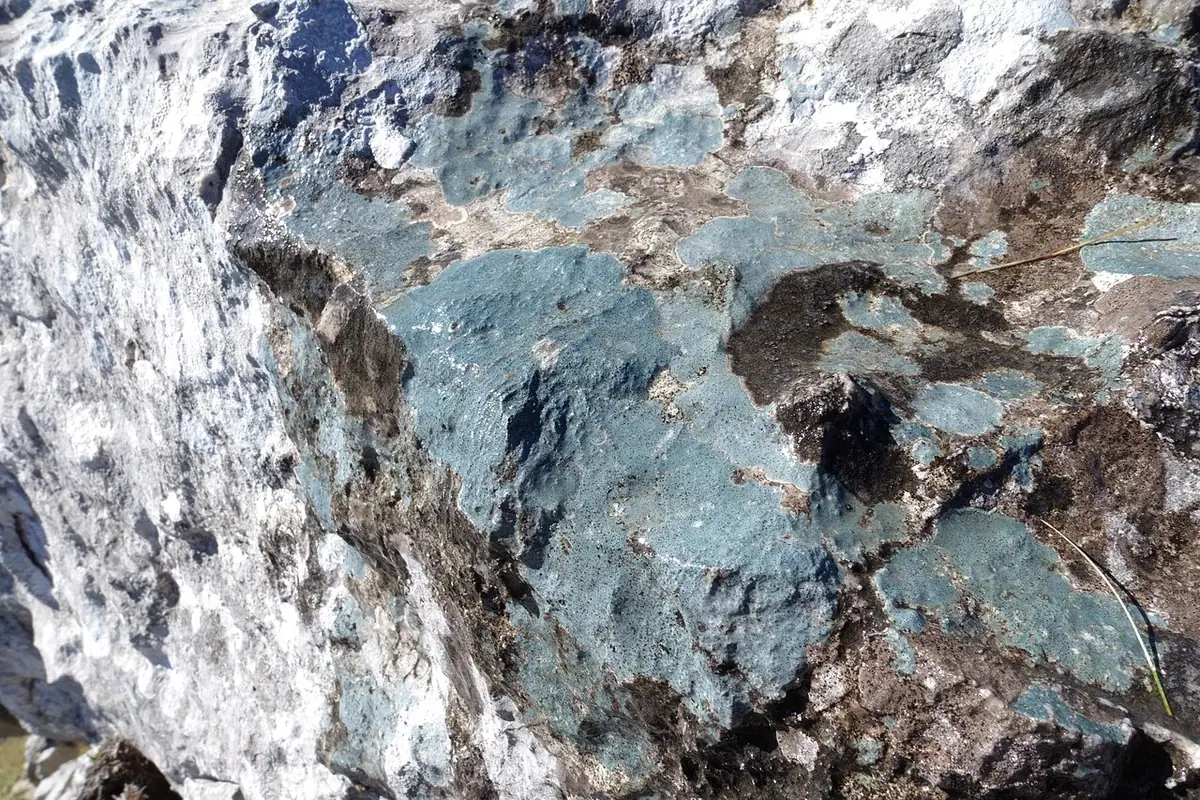 Woszczak niebieskawy (Hymenelia coerulea) — zdjęcie 1 z 2