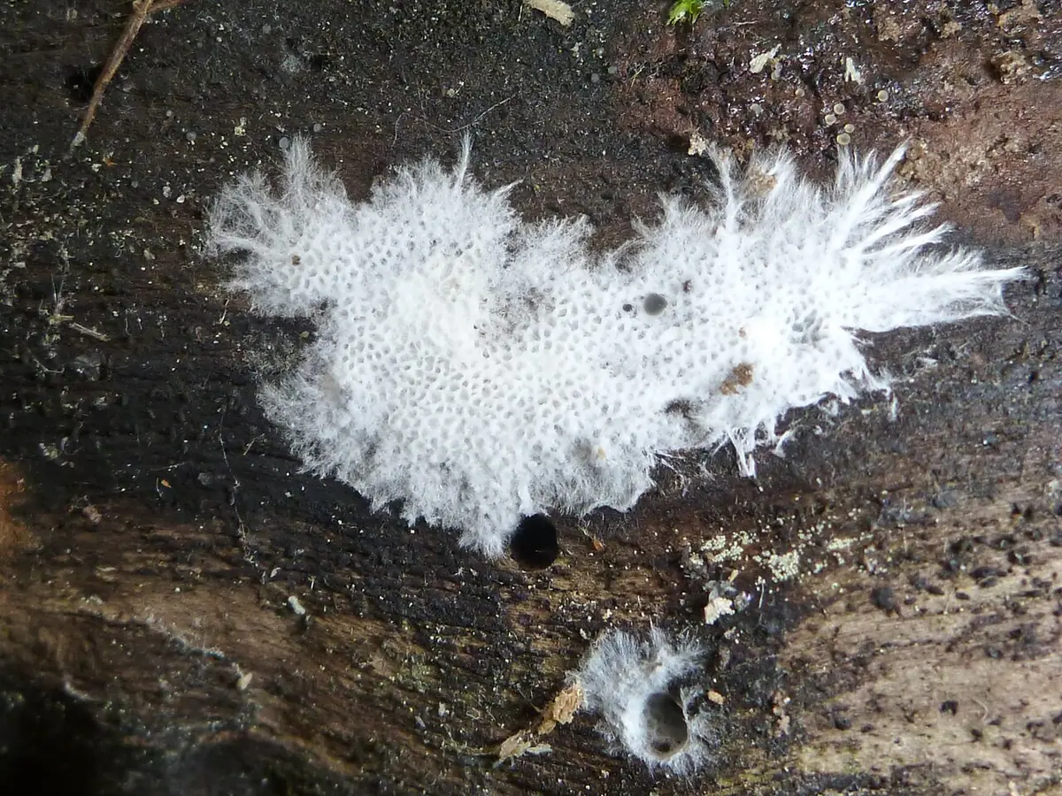 Woszczyneczka postrzępiona (Anomoloma myceliosum) — zdjęcie 1 z 3