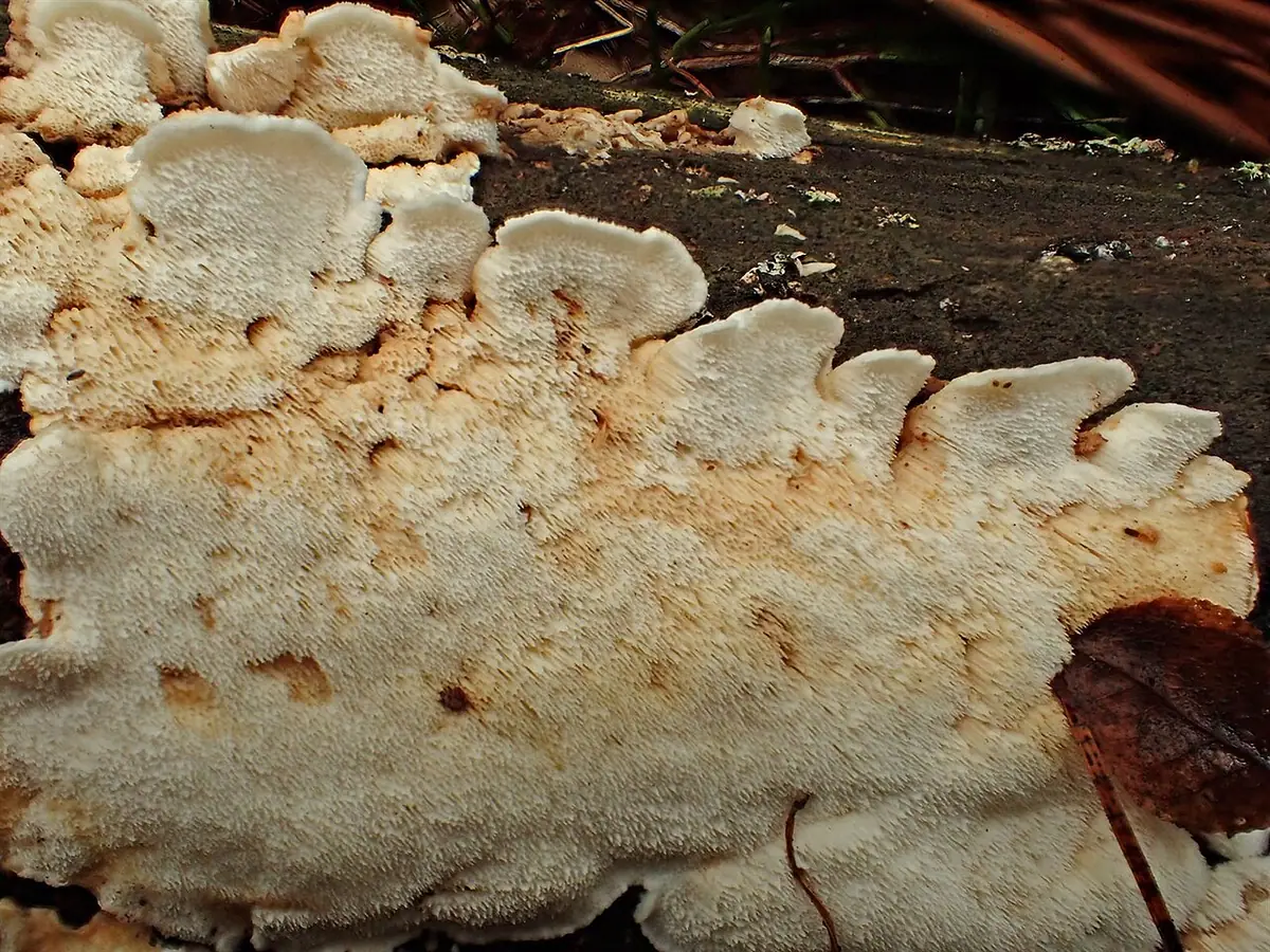 Woszczyneczka wielkopora (Ceriporiopsis subvermispora) — zdjęcie 1 z 2