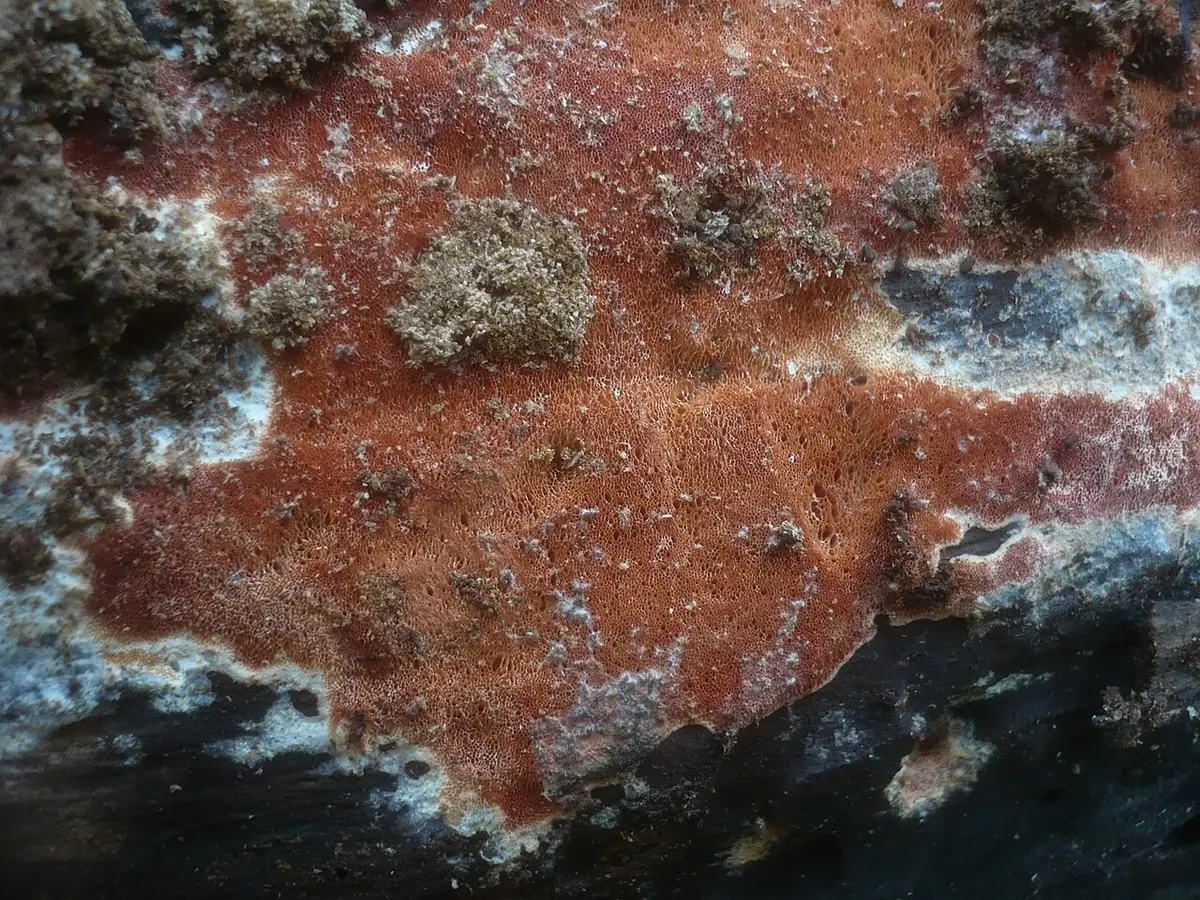 Woszczynka purpurowa (Ceriporia purpurea) — zdjęcie 1 z 4