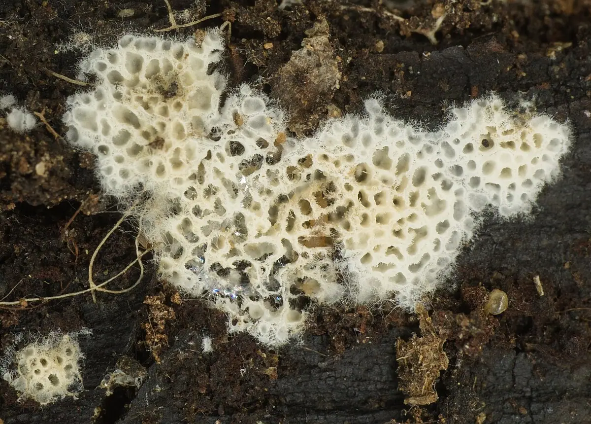 Woszczynka siateczkowata (Ceriporia reticulata) — zdjęcie 1 z 4
