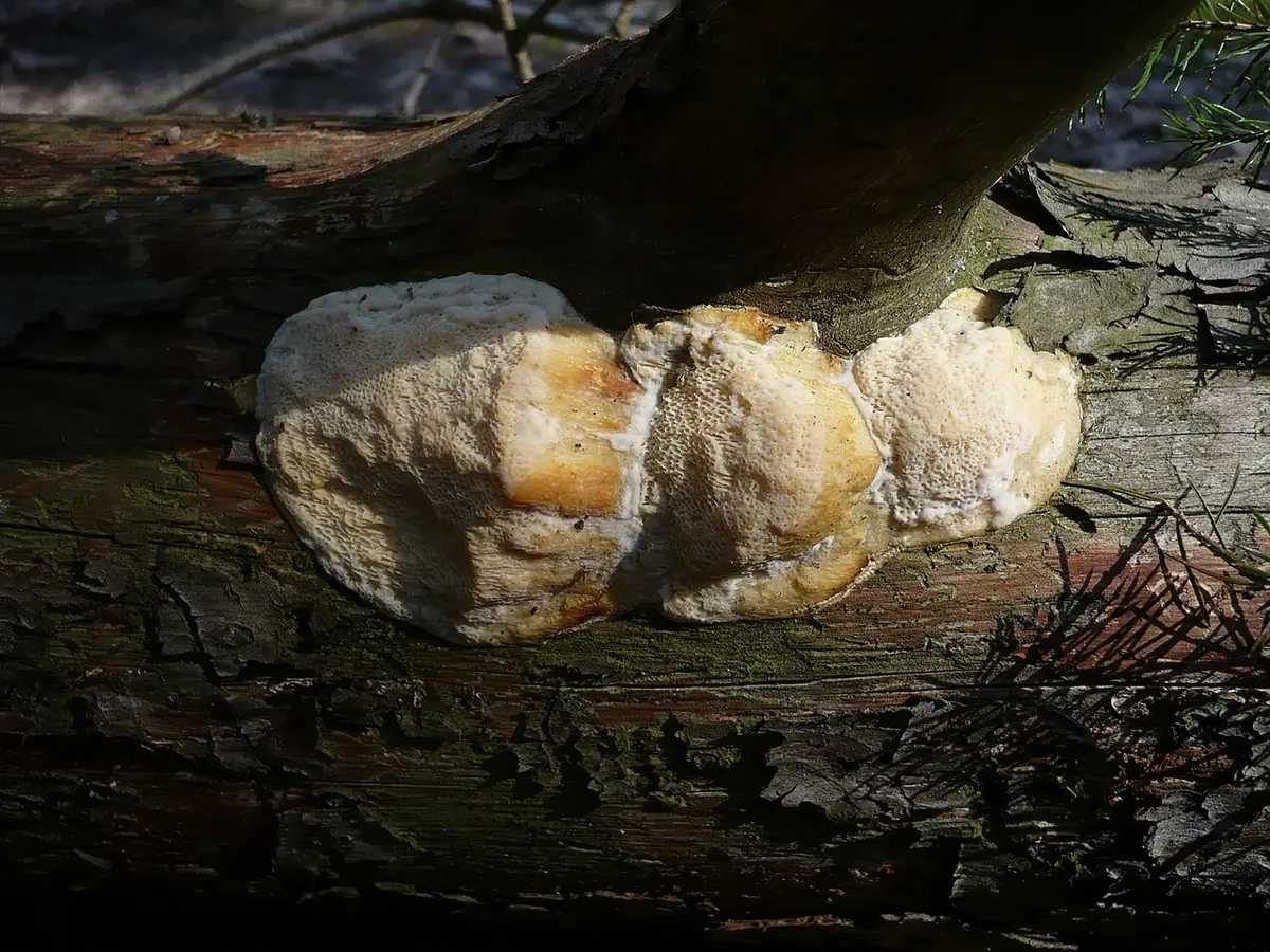 Wrośniaczek sosnowy (Diplomitoporus flavescens) — zdjęcie 1 z 4