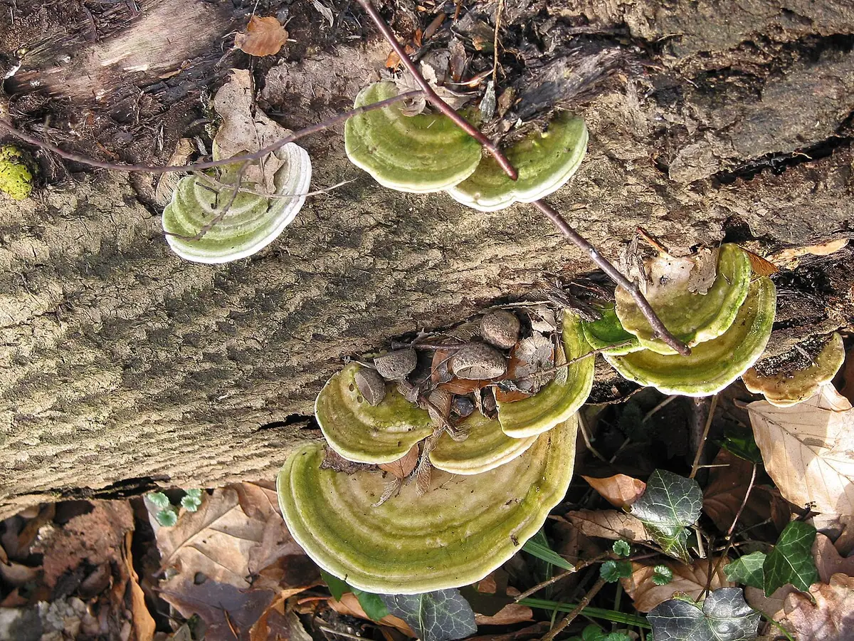 Wrośniak garbaty (Trametes gibbosa) — zdjęcie 1 z 4