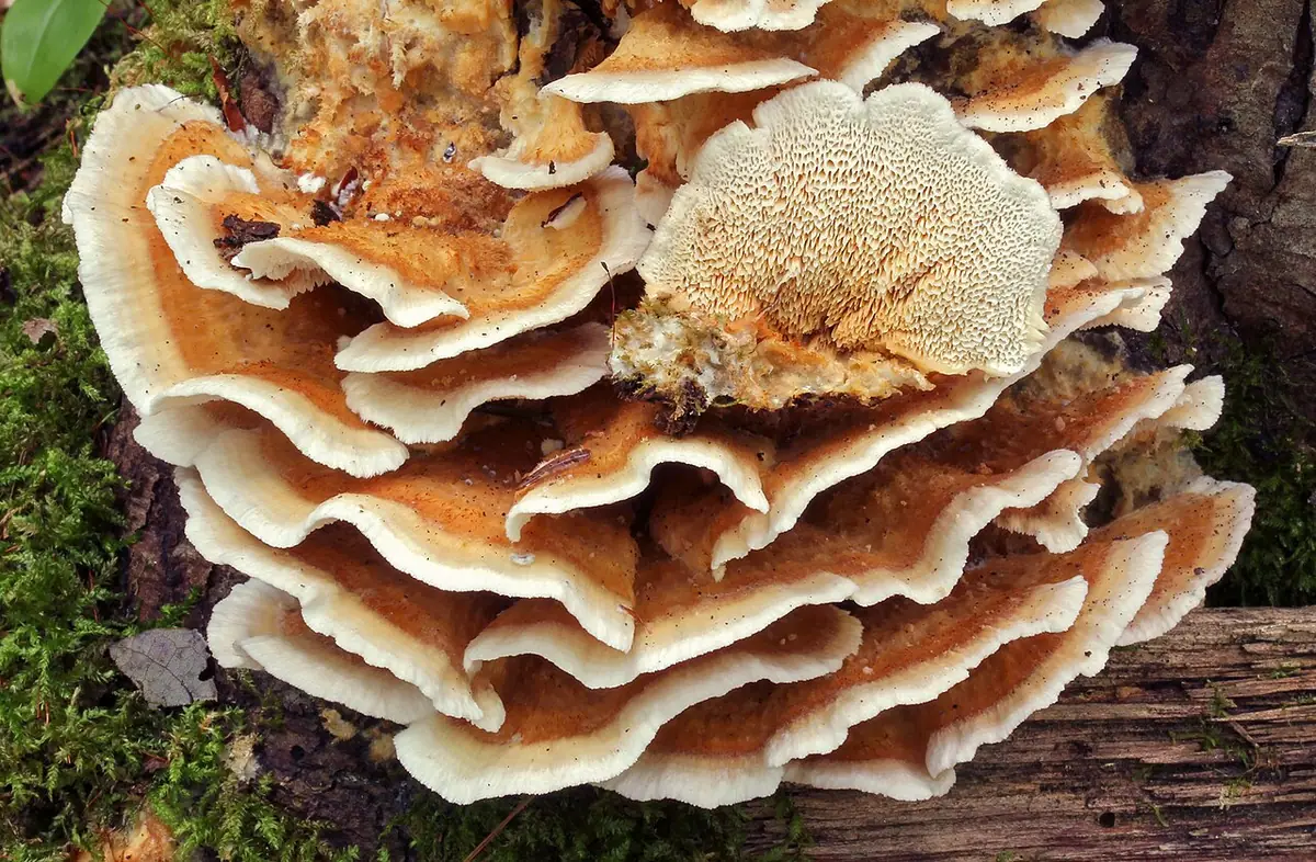 Wrośniak płowy (Trametopsis cervina) — zdjęcie 1 z 4