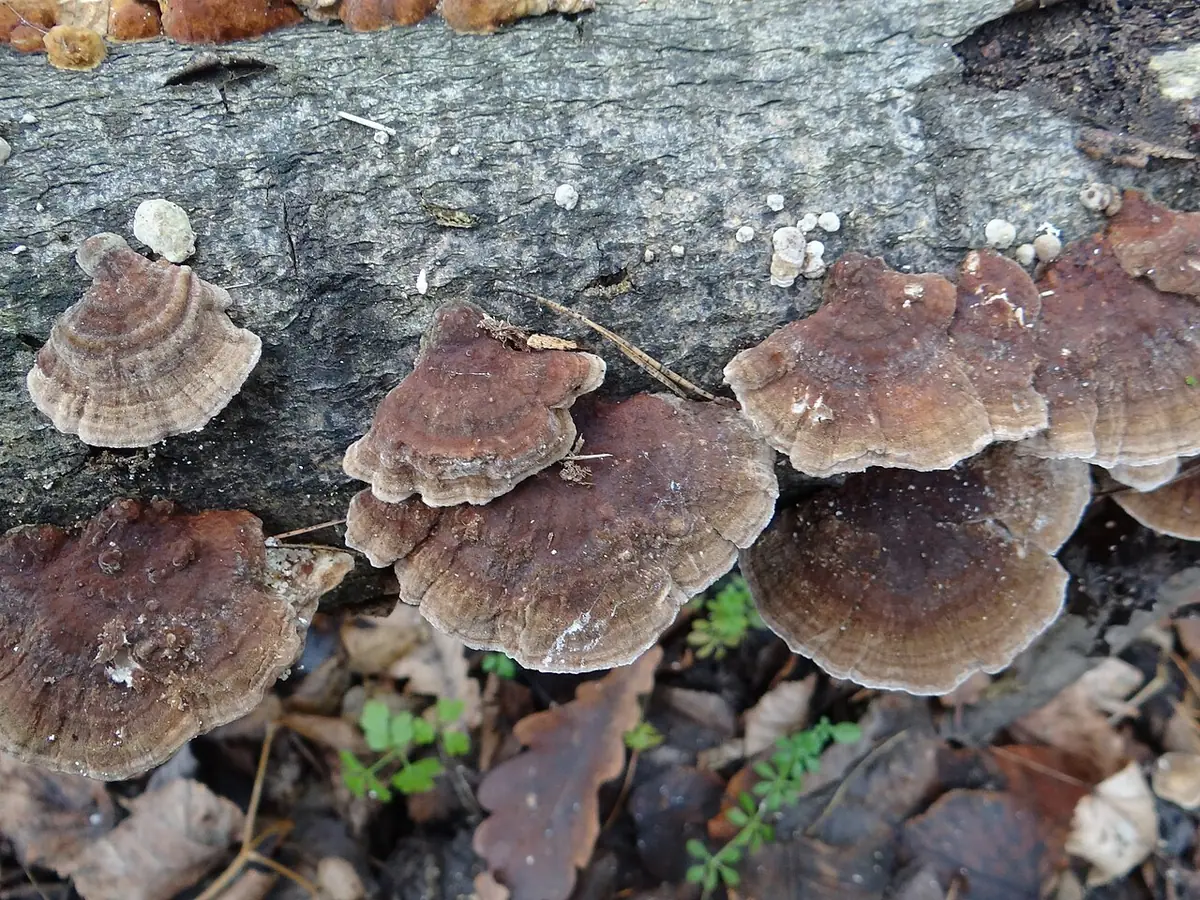 Wrośniak strefowany (Trametes ochracea) — zdjęcie 1 z 4