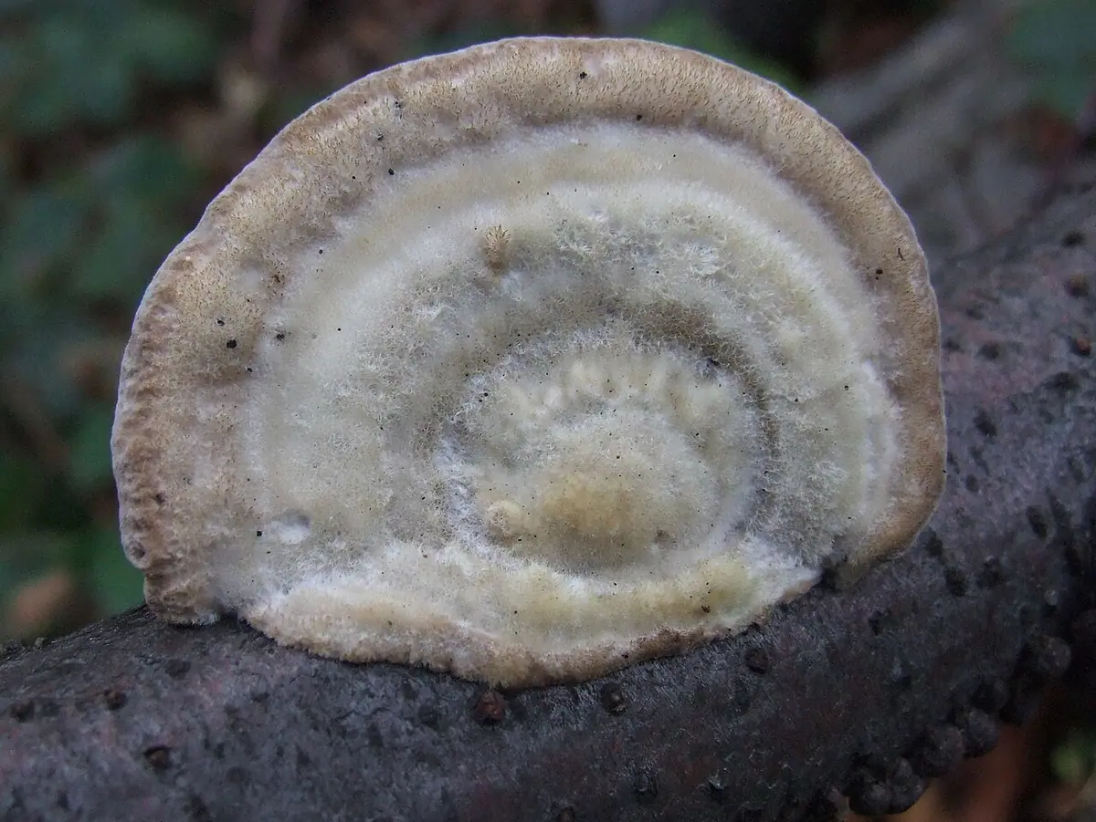 Wrośniak szorstki (Trametes hirsuta) — zdjęcie 1 z 4