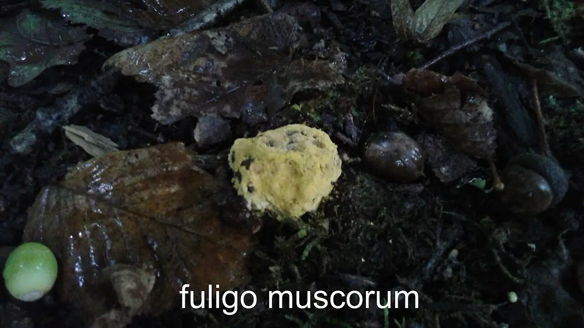 Wykwit drobny (Fuligo muscorum) — zdjęcie 1 z 4