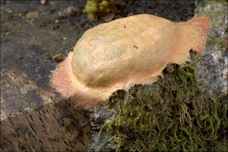 Wykwit gładkościenny (Fuligo leviderma) — zdjęcie 1 z 4