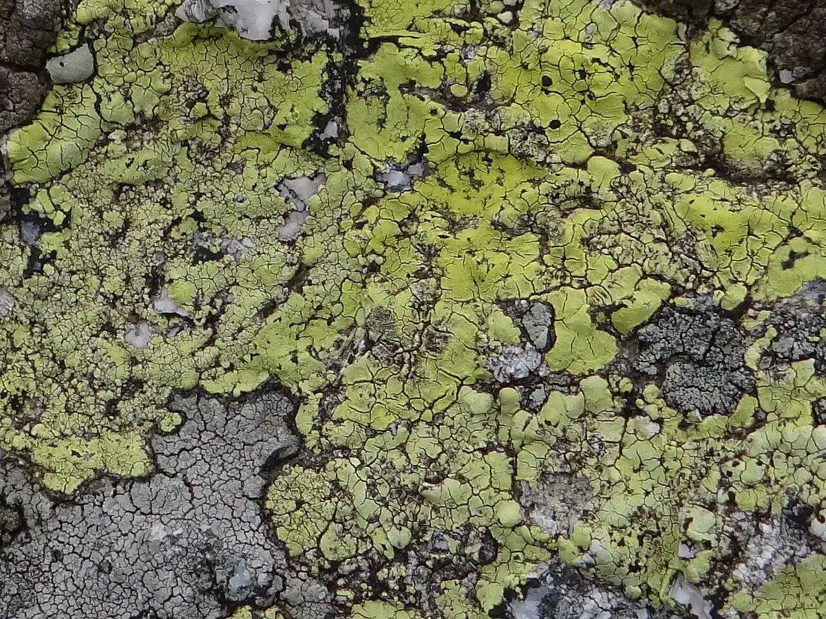 Wzorzec alpejski (Rhizocarpon alpicola) — zdjęcie 1 z 2