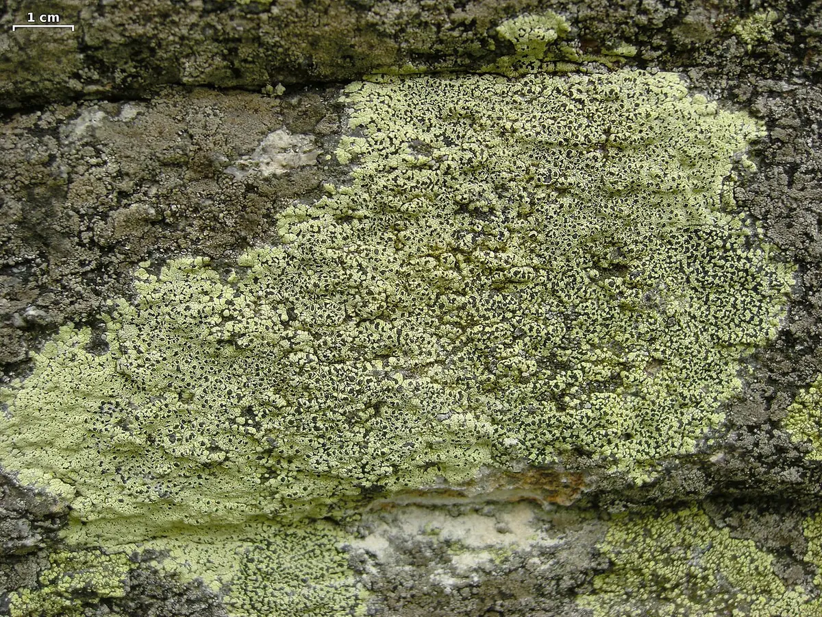 Wzorzec misecznicowaty (Rhizocarpon lecanorinum) — zdjęcie 1 z 4