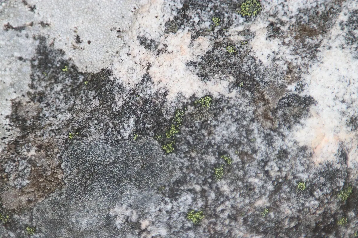 Wzorzec zielonoczarny (Rhizocarpon viridiatrum) — zdjęcie 1 z 4