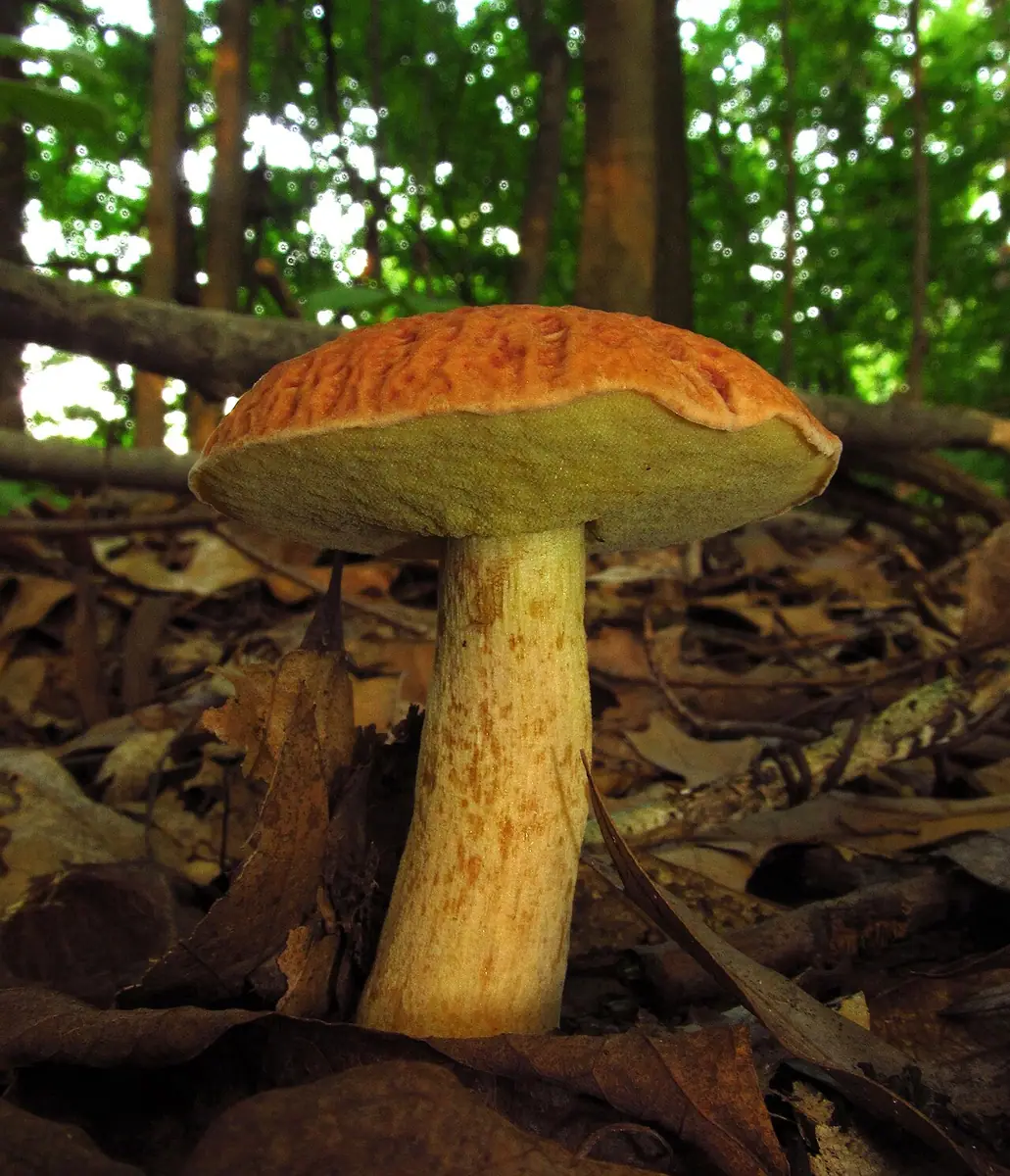 Xerocomus hortonii — zdjęcie 1 z 4