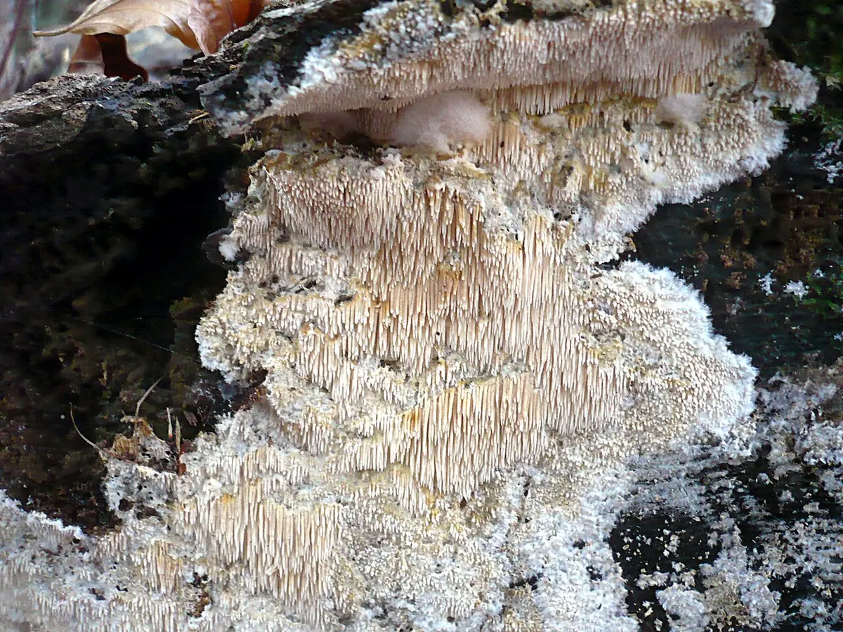 Ząbczak kruchy (Dentipellis fragilis) — zdjęcie 1 z 4