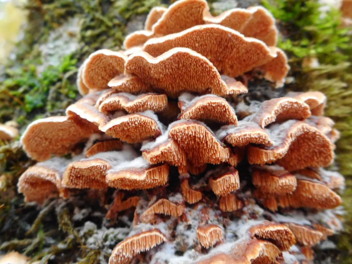 Ząbkowiec kulistozarodnikowy (Steccherinum bourdotii) — zdjęcie 1 z 4