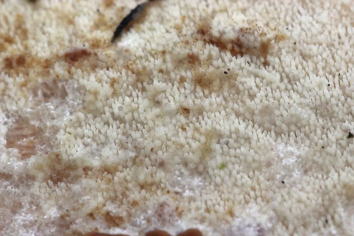 Ząbkówka gwiazdkowatokryształkowa (Resinicium bicolor) — zdjęcie 1 z 4
