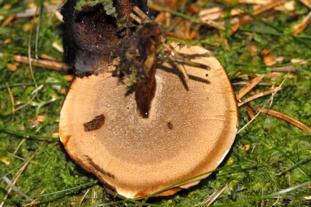 Żagiew ciemnonoga (Polyporus melanopus) — zdjęcie 1 z 4