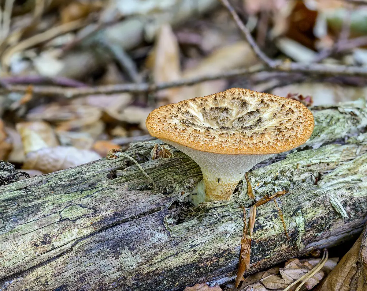 Żagiew guzowata (Polyporus tuberaster) — zdjęcie 1 z 4