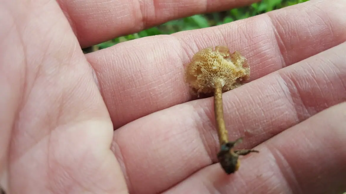 Żagiew korzonkowa (Polyporus rhizophilus) — zdjęcie 1 z 2