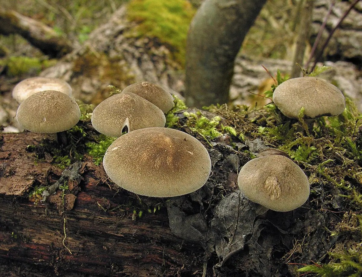 Żagiew orzęsiona (Polyporus ciliatus) — zdjęcie 1 z 4
