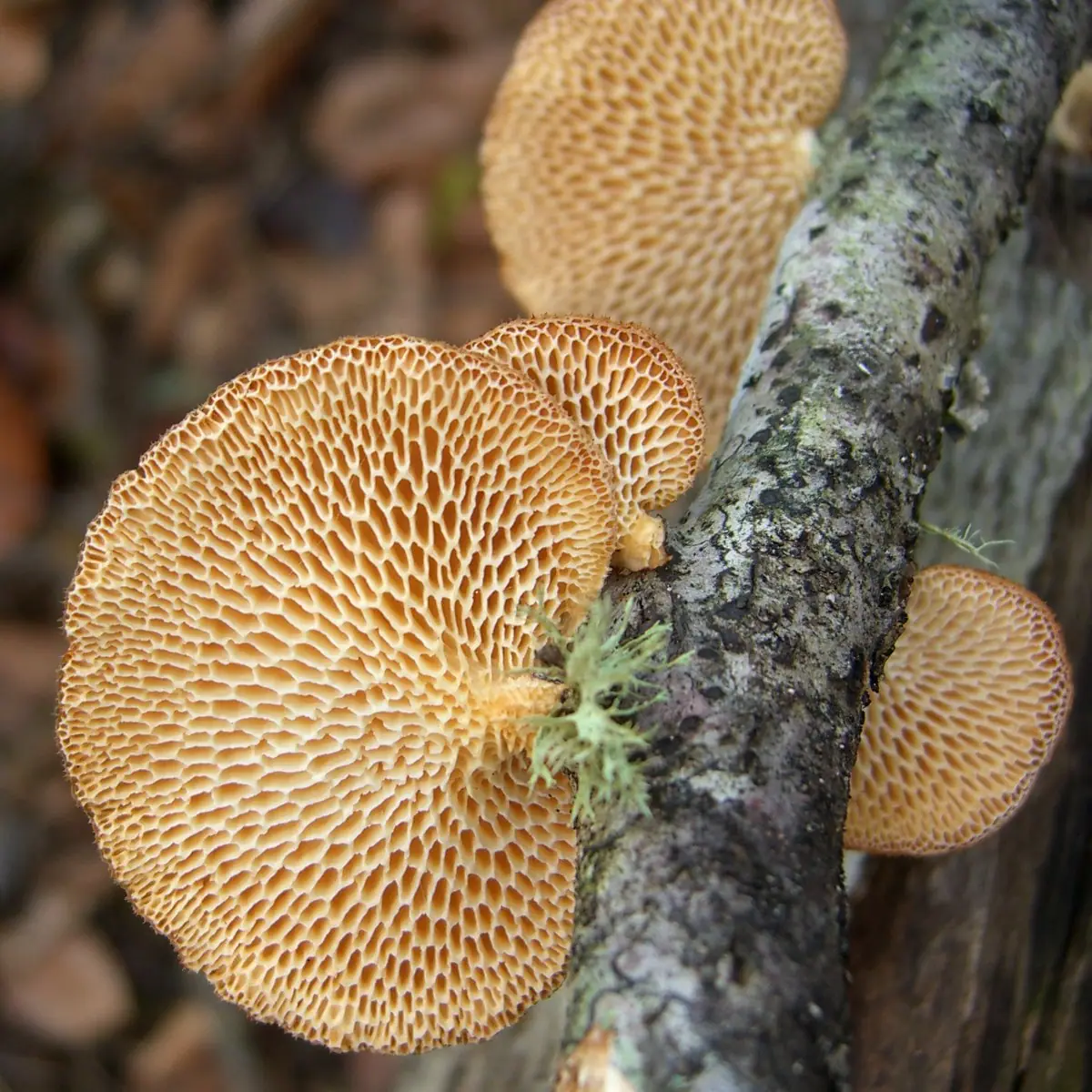 Żagiew wielkopora (Polyporus alveolaris) — zdjęcie 1 z 4
