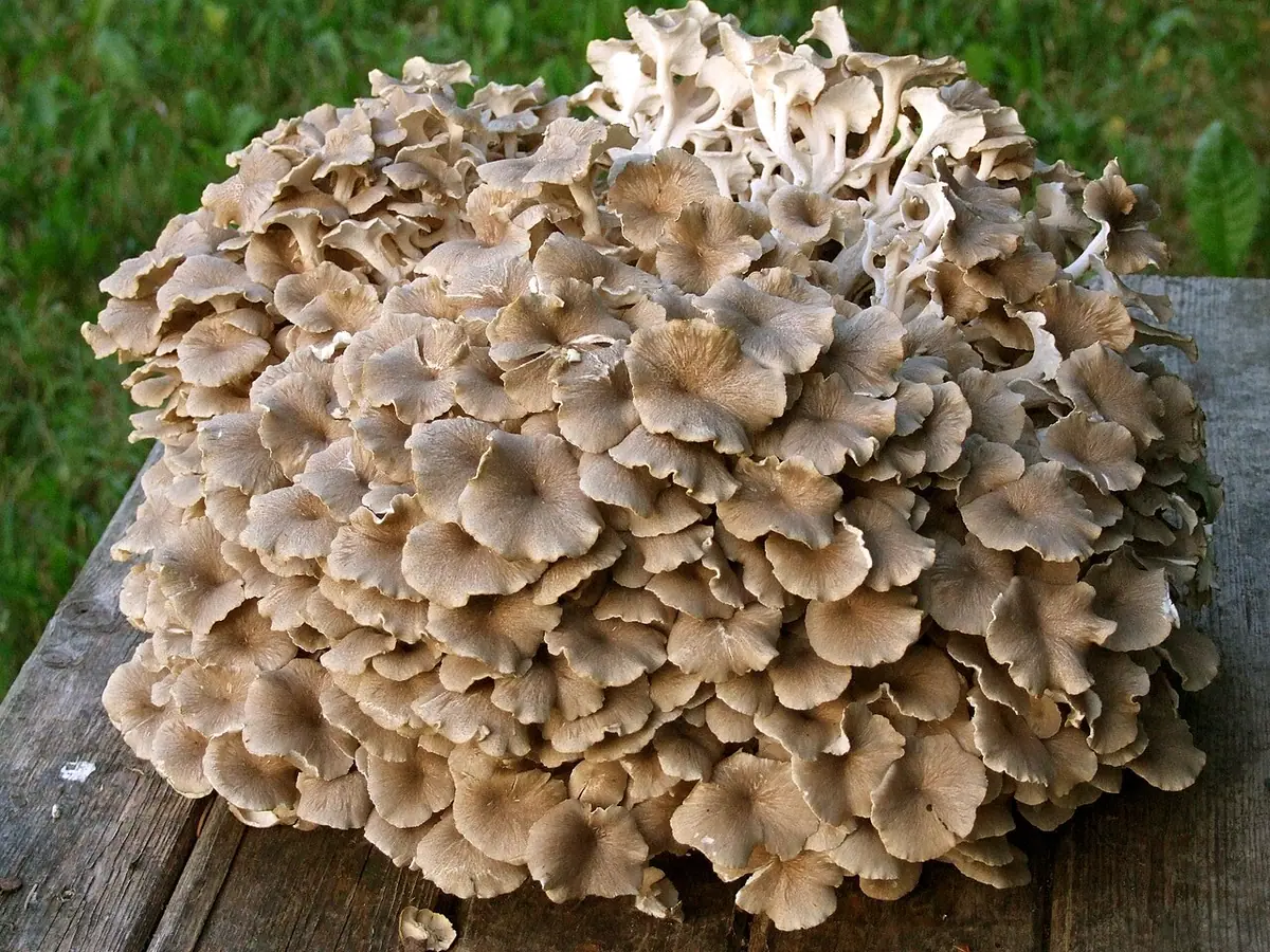 Żagiew wielogłowa (Polyporus umbellatus) — zdjęcie 1 z 4