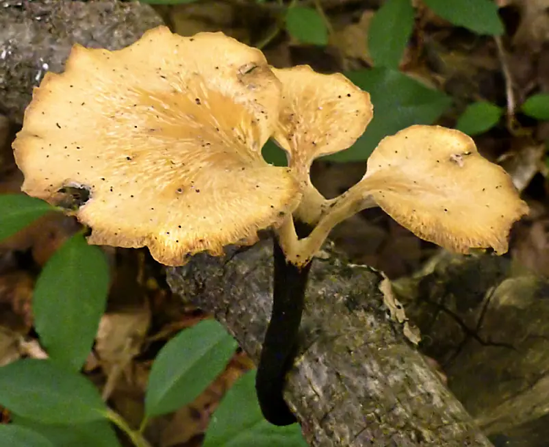 Żagiew zmienna (Polyporus varius)