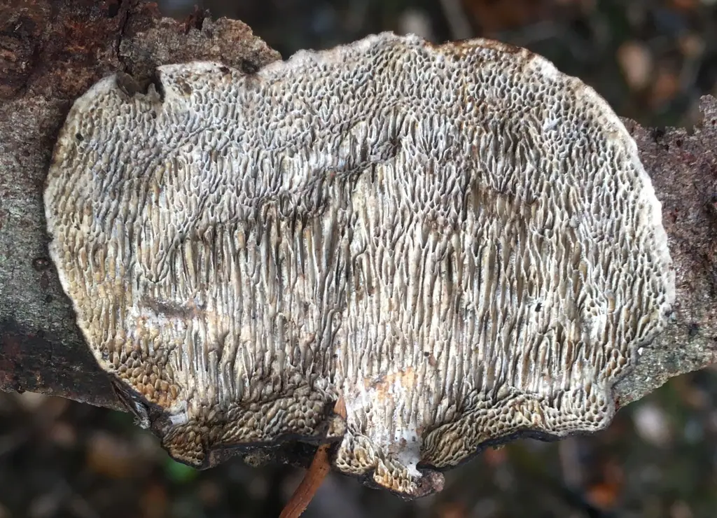 Żagwiak wielkopory (Datronia mollis) — zdjęcie 1 z 4