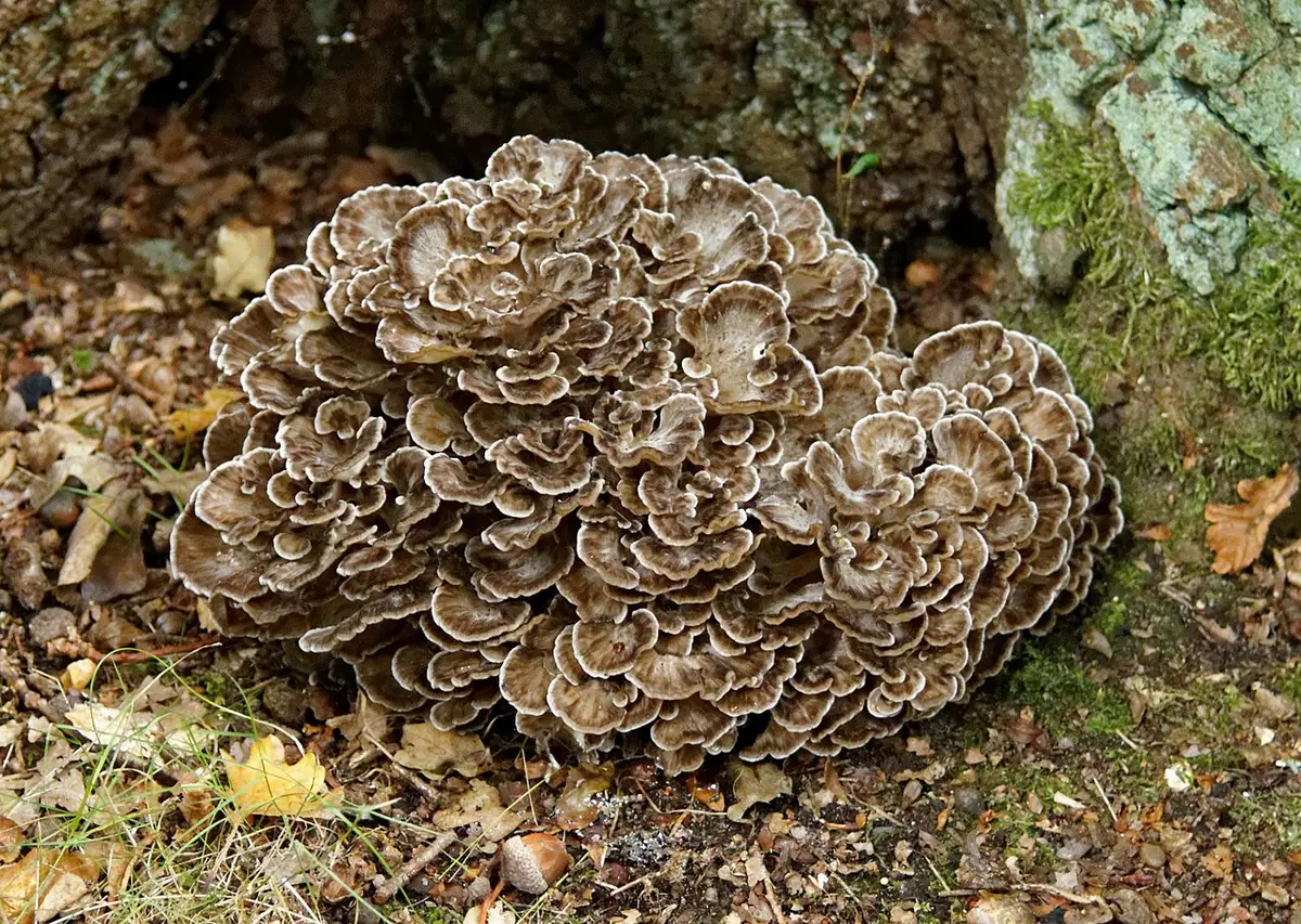 Żagwica listkowata (Grifola frondosa) — zdjęcie 1 z 4